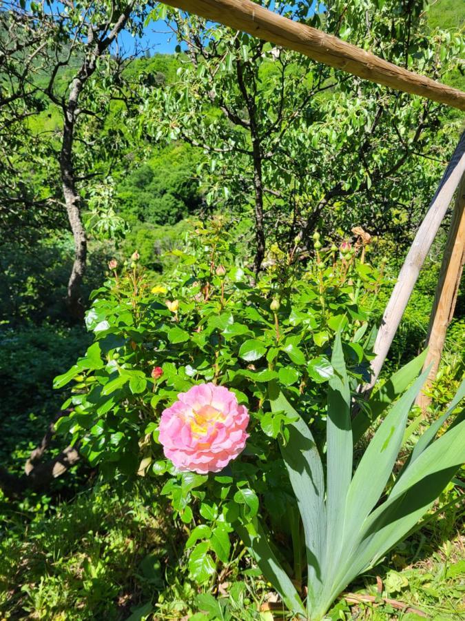 Gites Chez Daniel "Cevennes 1" Mars  Екстериор снимка